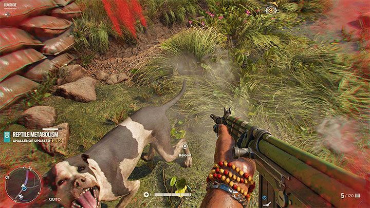 Leider werden Sie oft auf feindliche Hunde treffen, die versuchen, Sie zu Tode zu zerfleischen – Far Cry 6: Töten von Hunden – ist das obligatorisch?  - FAQ - Far Cry 6-Leitfaden