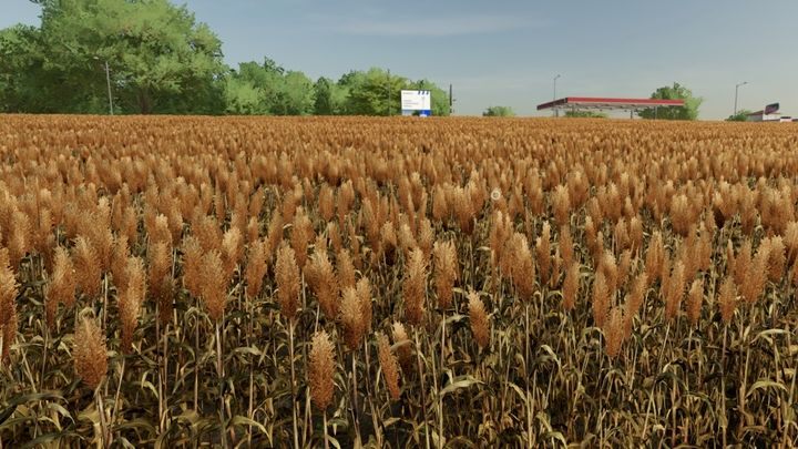 Sorghum ist ein weiteres im Spiel verfügbares Getreide - Landwirtschafts-Simulator 22: Getreide - Weizen, Hafer, Gerste, Sorghum - Pflanzen - Maschinen, Ernte - Landwirtschafts-Simulator 22-Leitfaden